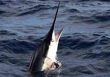 Shock! Over 150 fish in New Zealand, 75% contain microplastics!